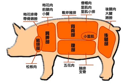 豬肉屬性|豬肉